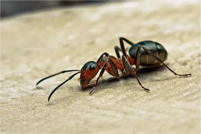 Уничтожение муравьев Павловский Посад